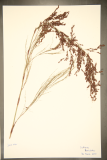 Calopsis paniculata RCPGdnHerbarium (96).JPG